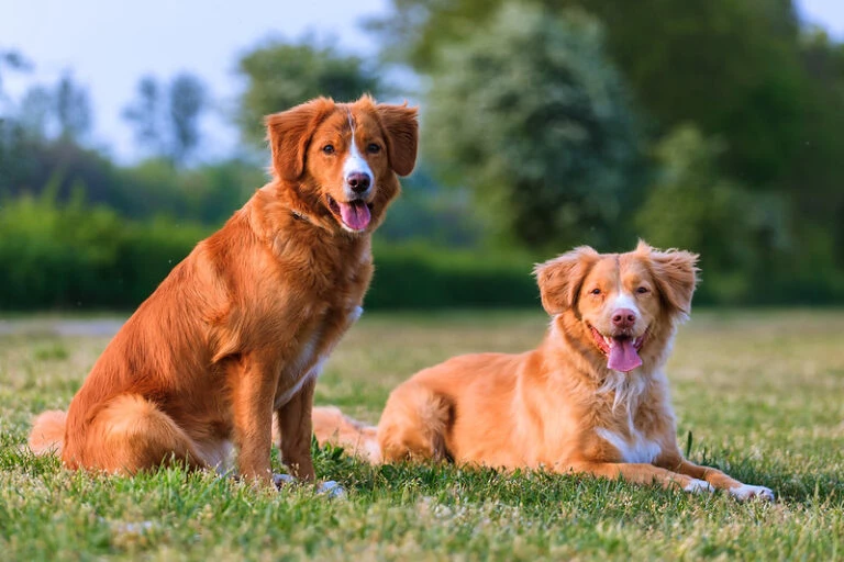 Le novasco : guide complet sur ce chien unique