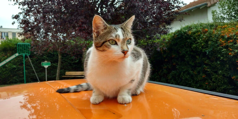 Ameliorer esperance de vie chat de gouttiere